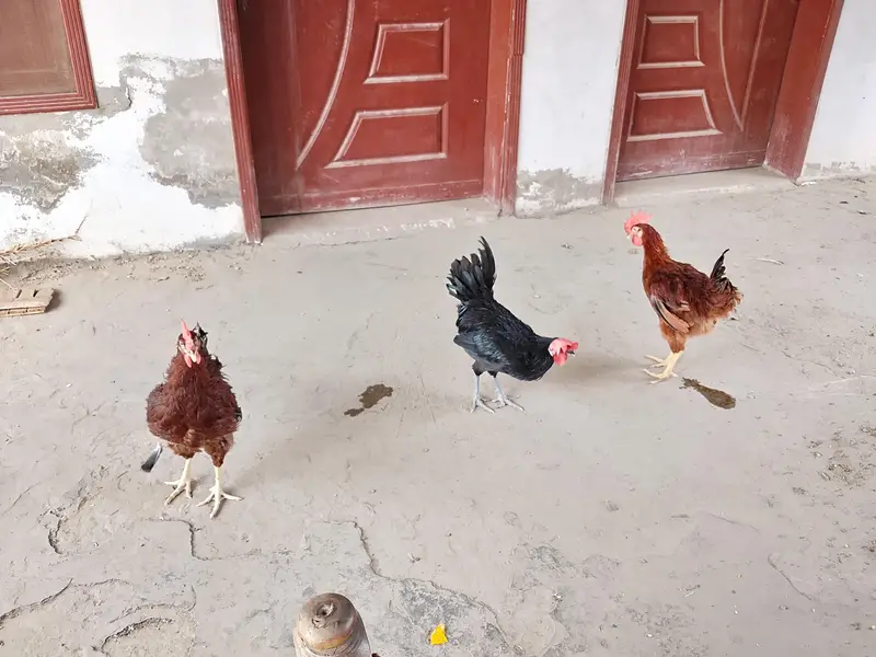 RIR & Australorp Roosters for Sale – 4.5 Months — photo 5