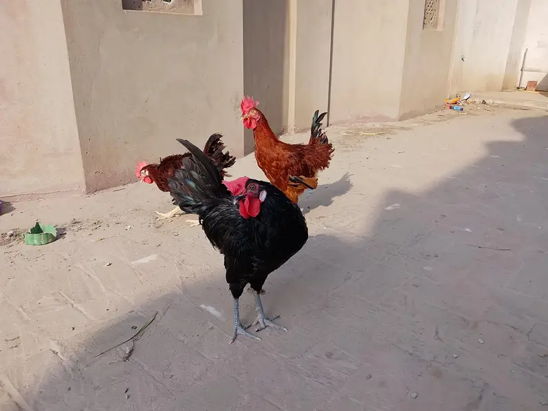 RIR & Australorp Roosters for Sale – 4.5 Months — photo 6