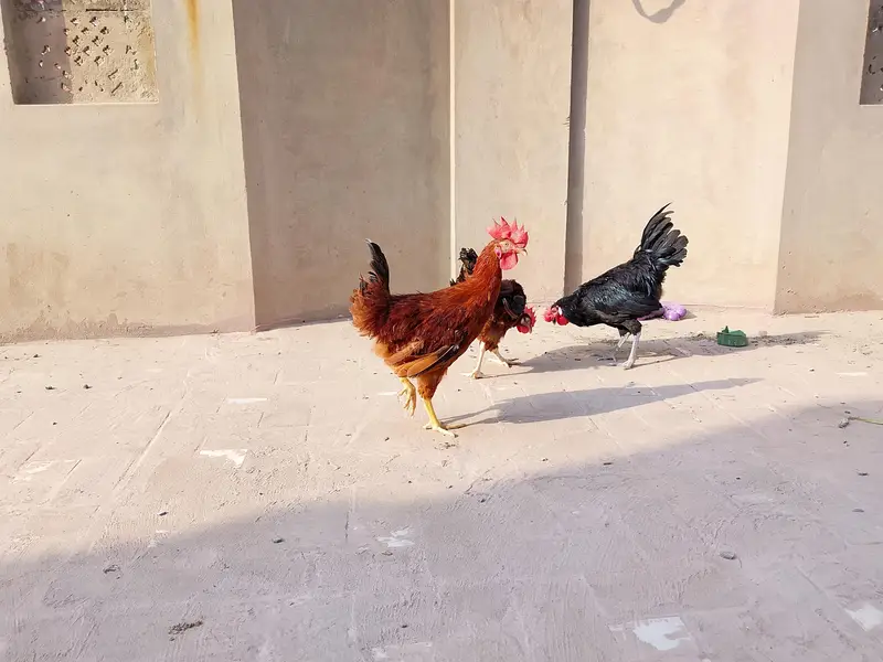 RIR & Australorp Roosters for Sale – 4.5 Months — photo 7