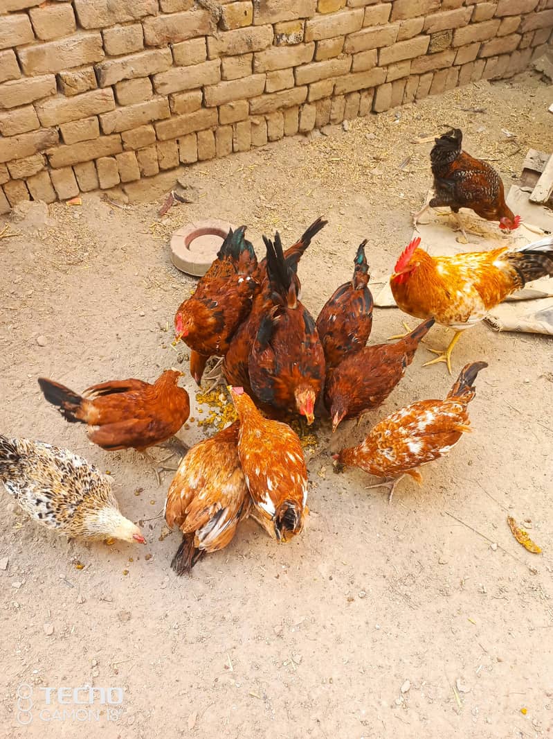 گولڈن مصری دیسی مرغی برائے فروخت". 0