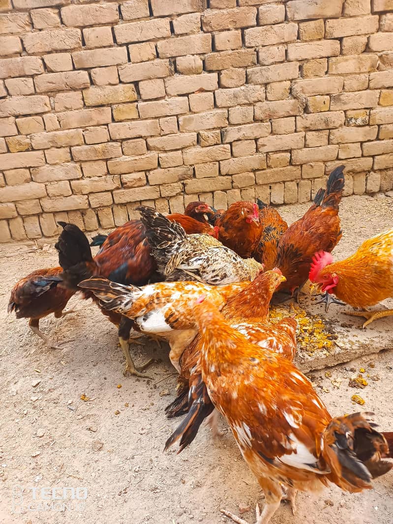 گولڈن مصری دیسی مرغی برائے فروخت". 1