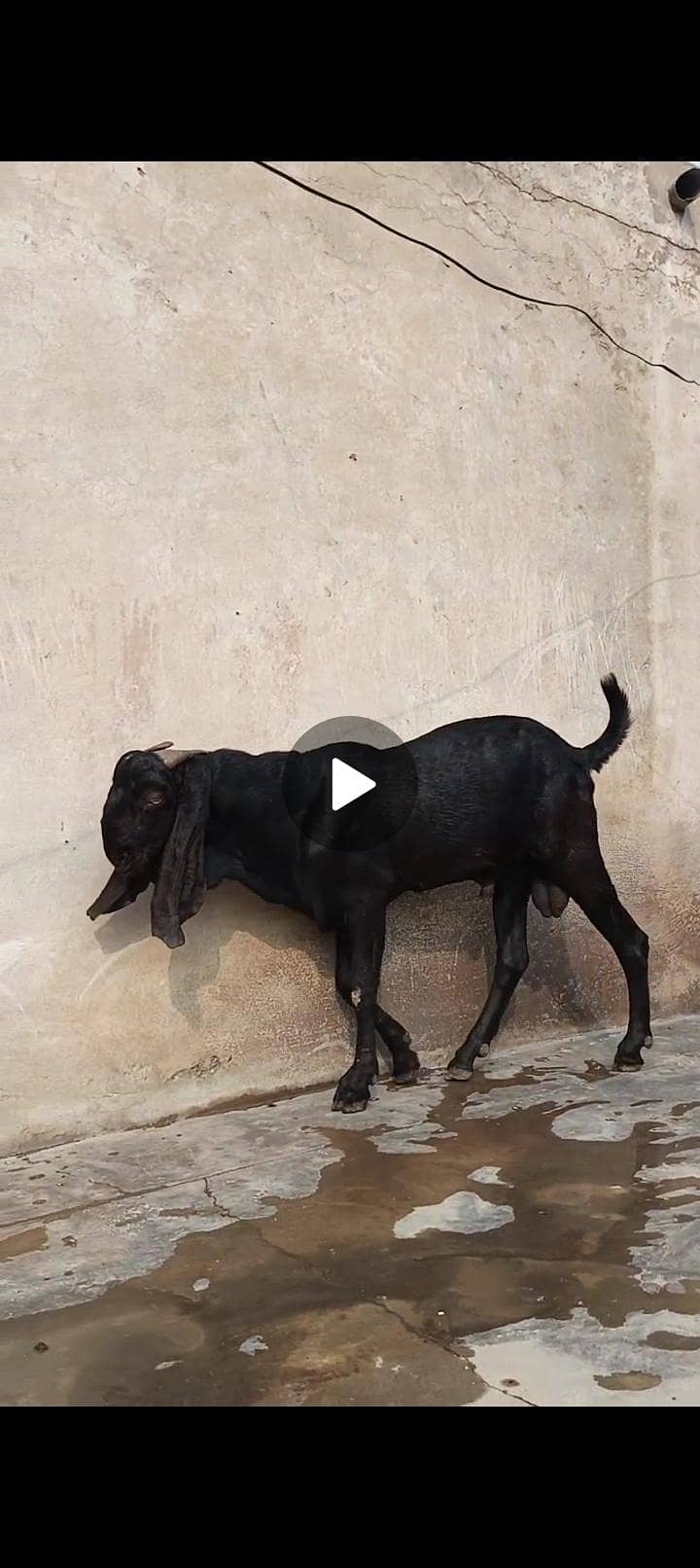 beetal breed 1