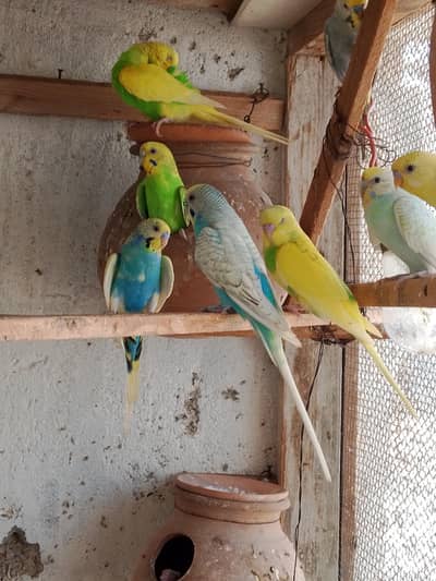 budgies. parrots