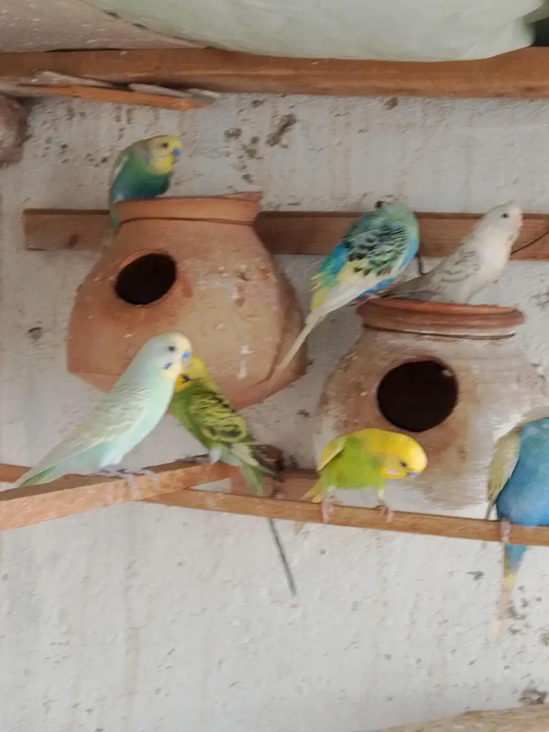 budgies. parrots — photo 2