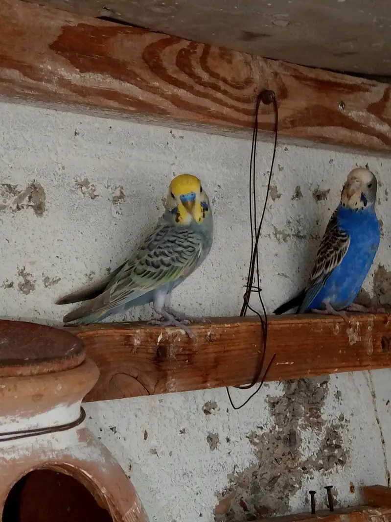 budgies. parrots — photo 3