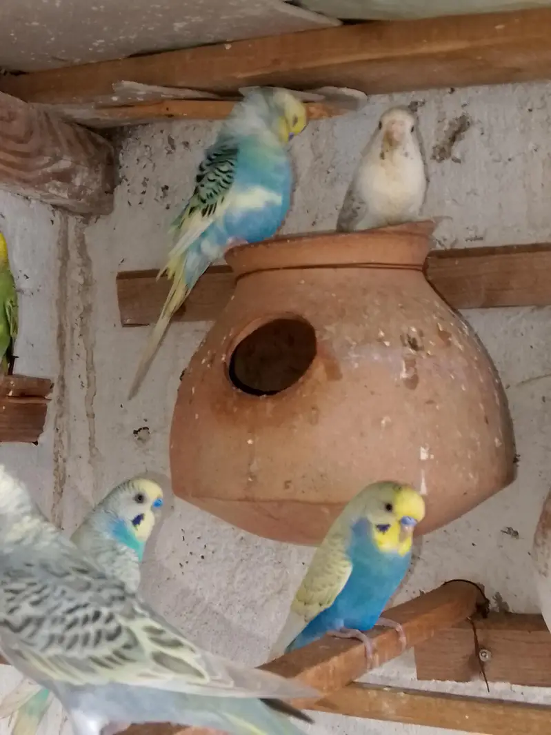 budgies. parrots — photo 4