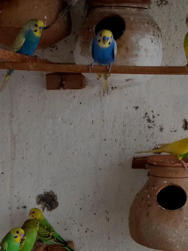 budgies. parrots — photo 5