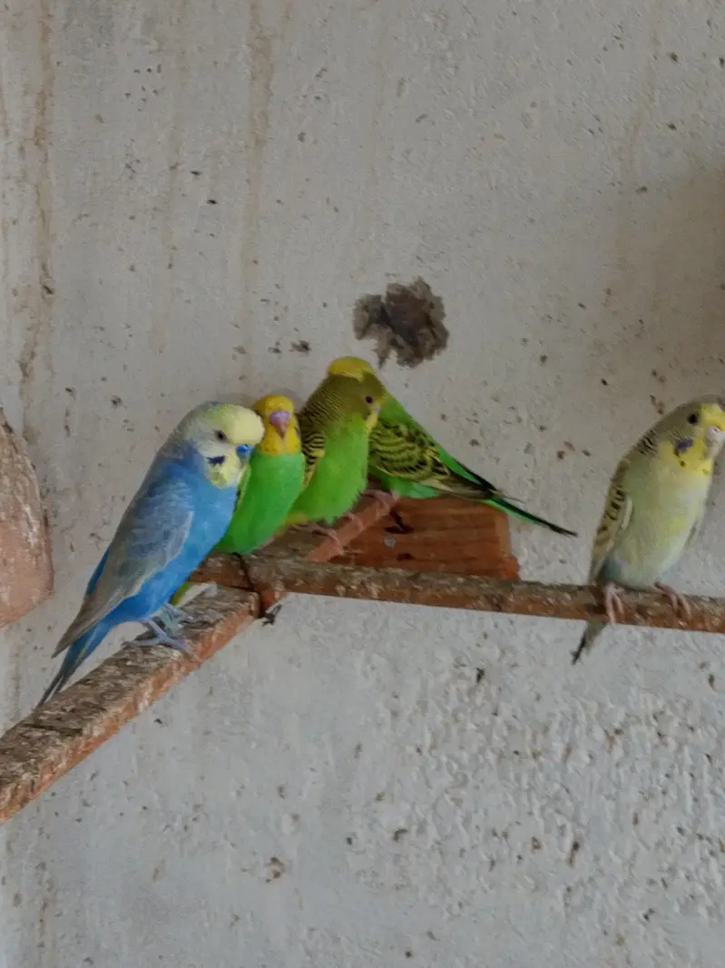 budgies. parrots — photo 6