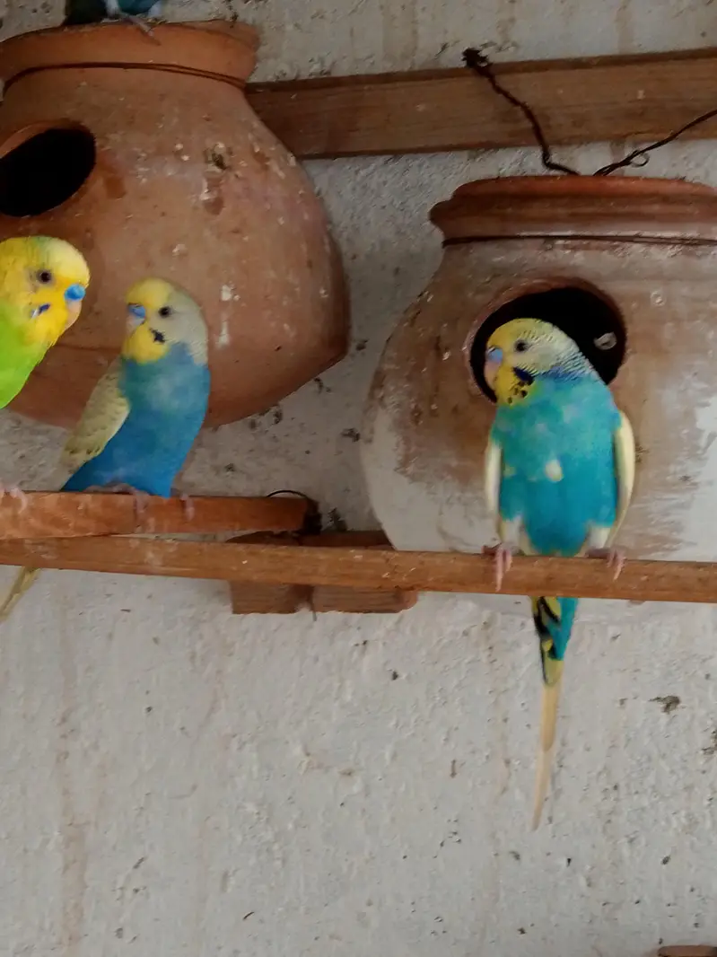 budgies. parrots — photo 7