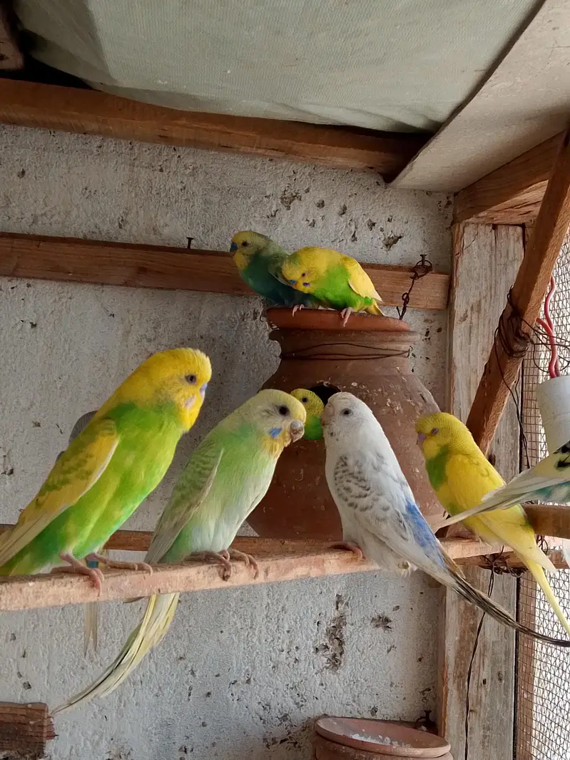 budgies. parrots — photo 8