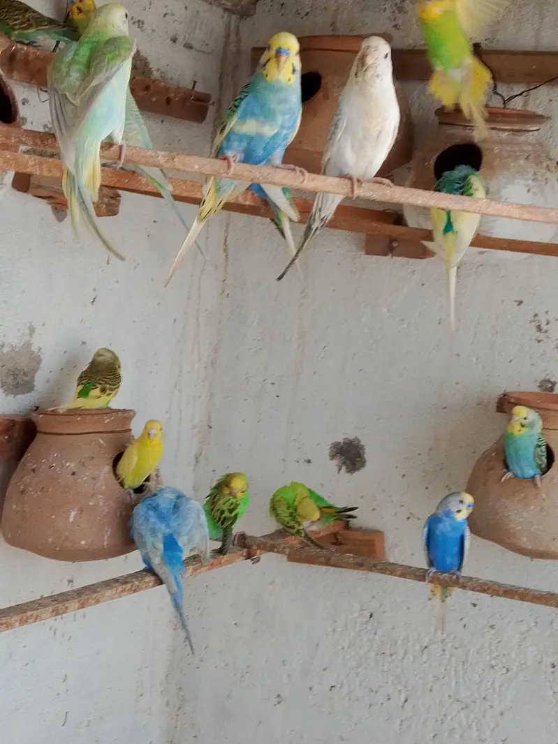 budgies. parrots — photo 9