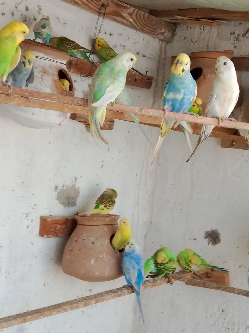 budgies. parrots — photo 10