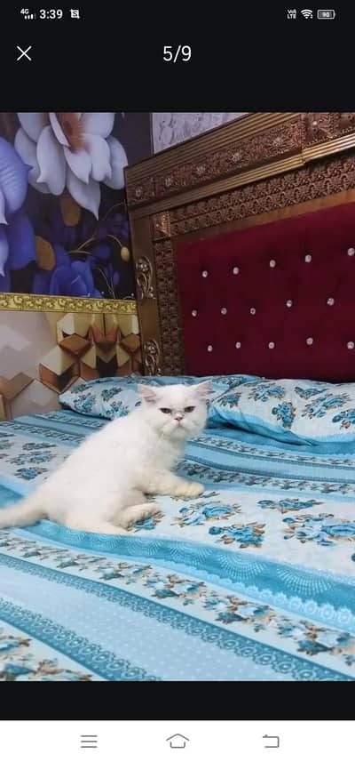 Persian cat available for sale