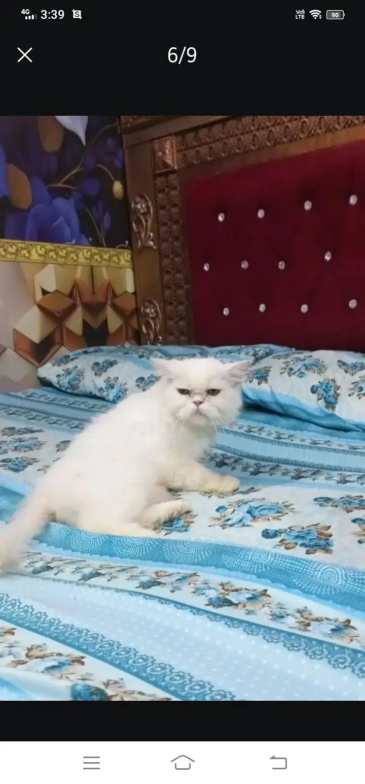 Persian cat available for sale — photo 2