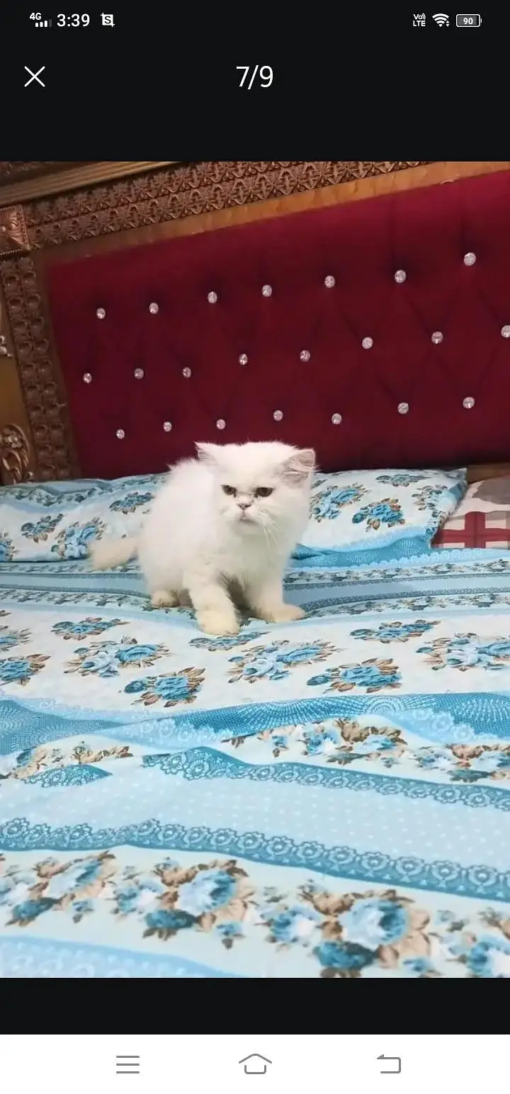 Persian cat available for sale — photo 3
