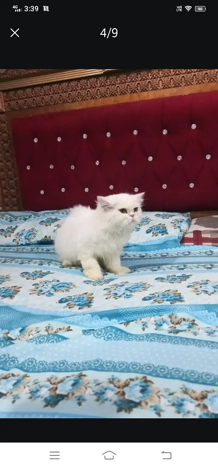 Persian cat available for sale — photo 4