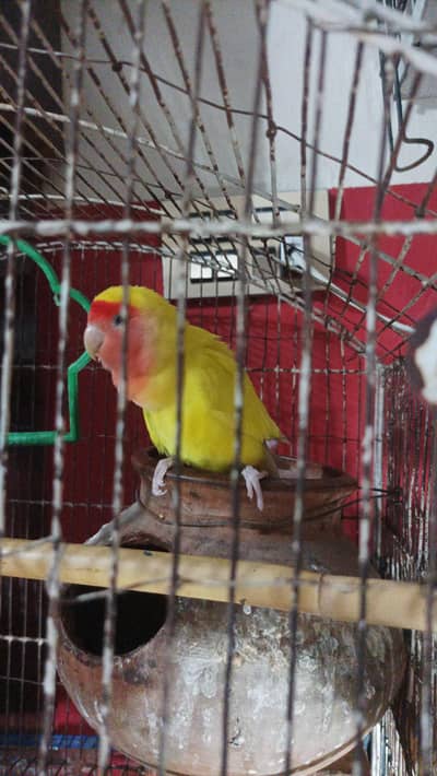 Australian and love birds available need urgent sale