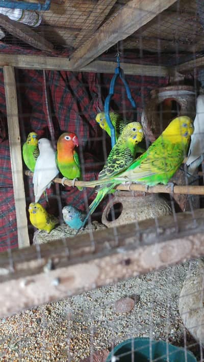 Australian and love birds available