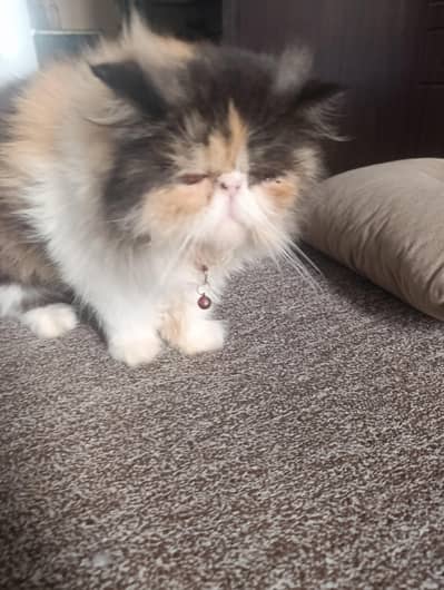 Persian cat