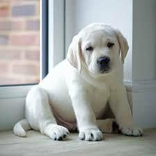 Labrador high show quality
