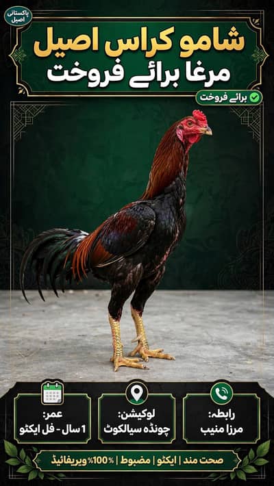 shamu cross murga red black