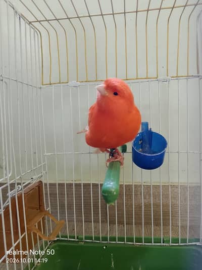 Redfactor canary male