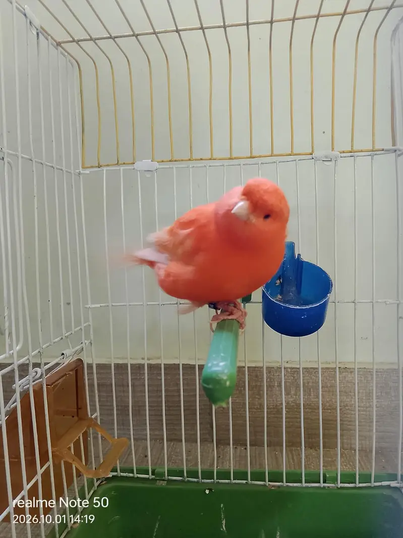 Redfactor canary male — photo 2