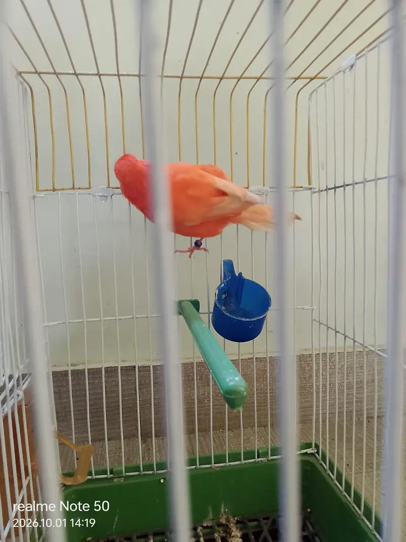Redfactor canary male — photo 3