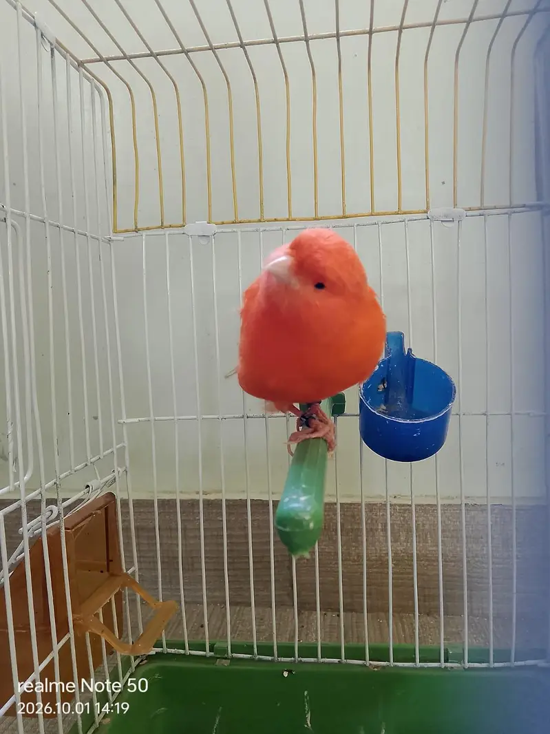 Redfactor canary male — photo 4