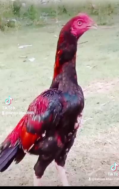 mianwali pattha ek Saal ka hai available