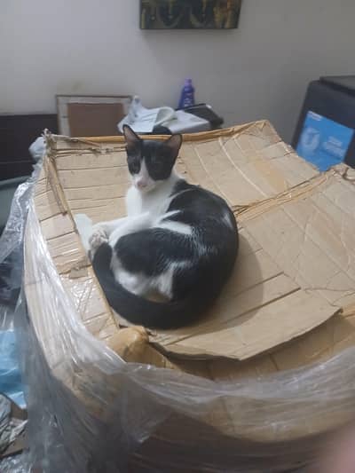 indoor male kitten 5 months old