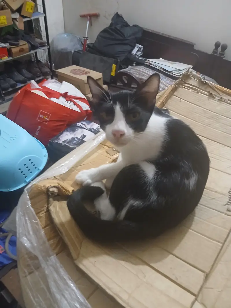 indoor male kitten 5 months old — photo 2