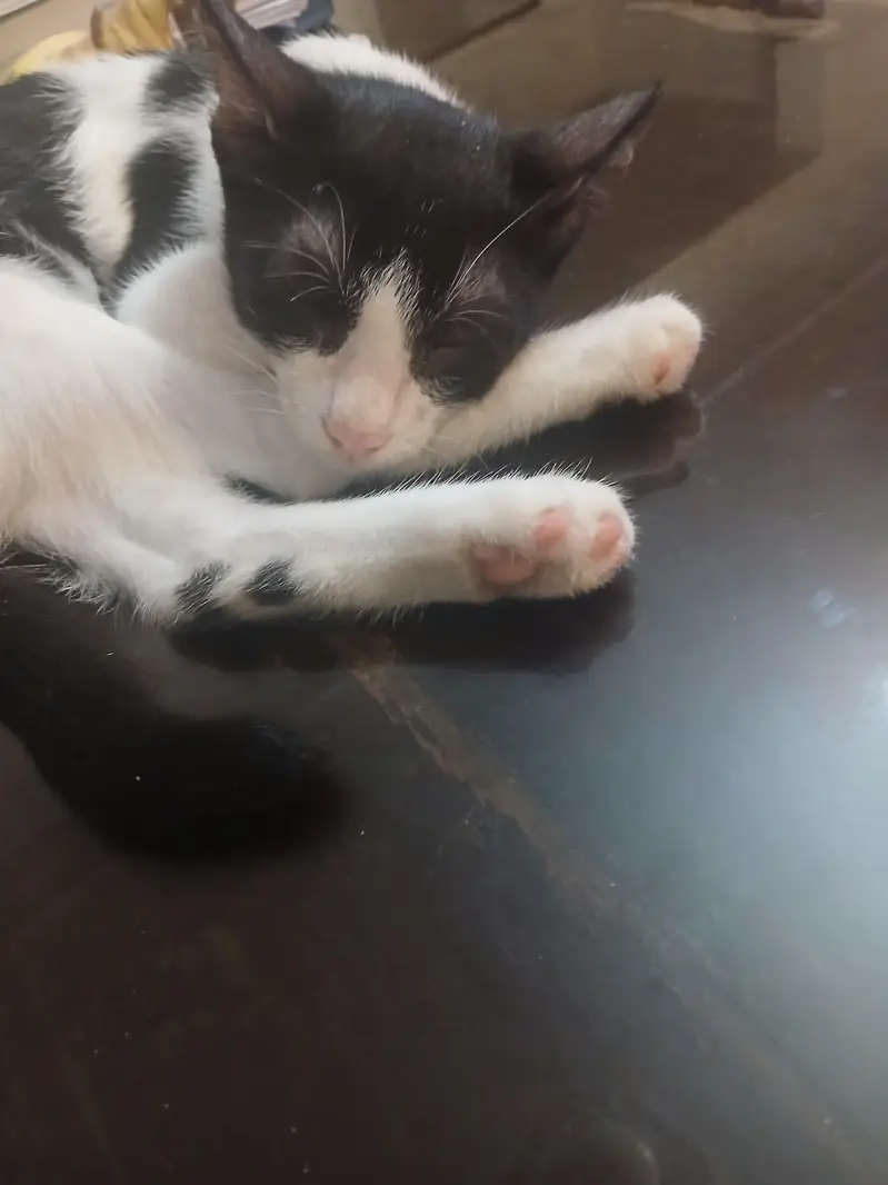 indoor male kitten 5 months old — photo 3