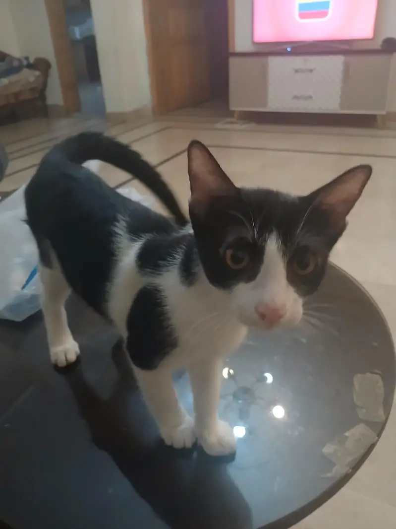 indoor male kitten 5 months old — photo 4