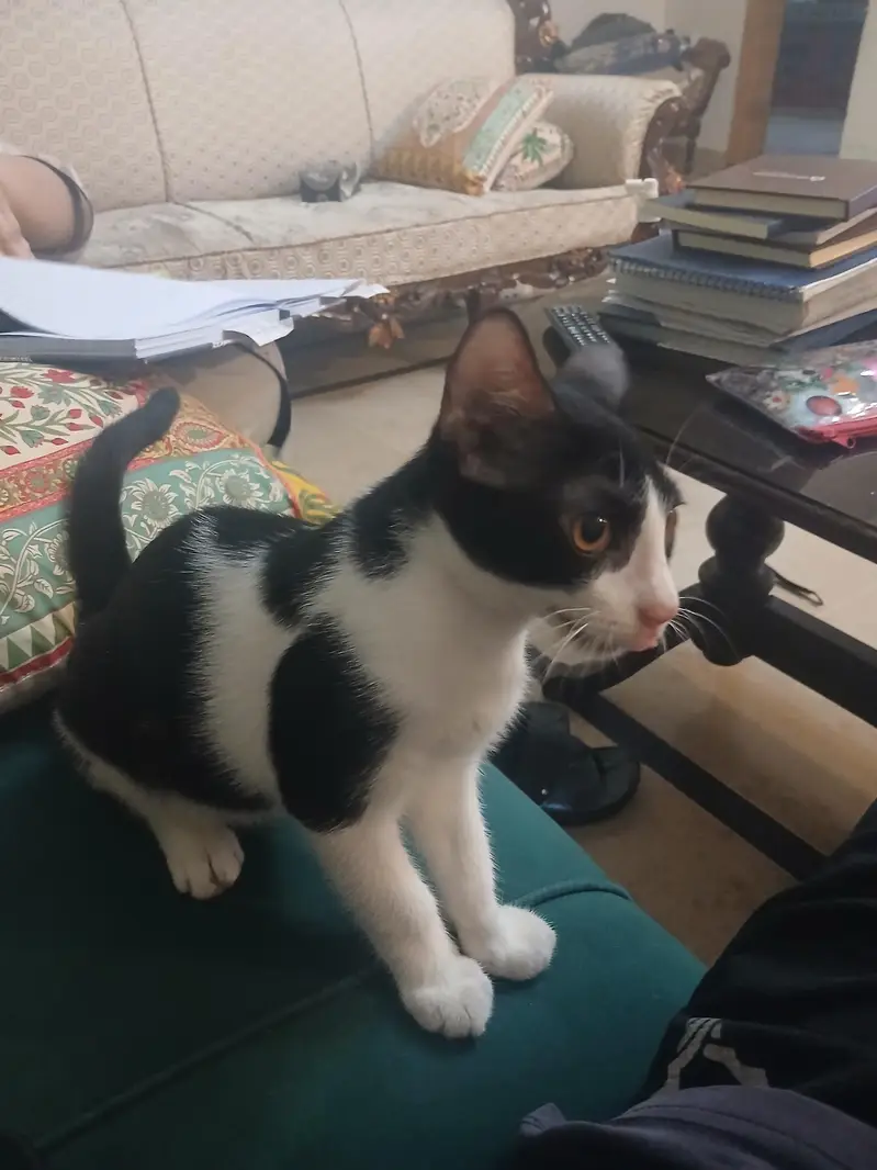 indoor male kitten 5 months old — photo 5