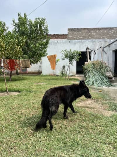 Black Belgian Shepherd (Malinois) – [Age-16m ] – Vaccinated & Healthy