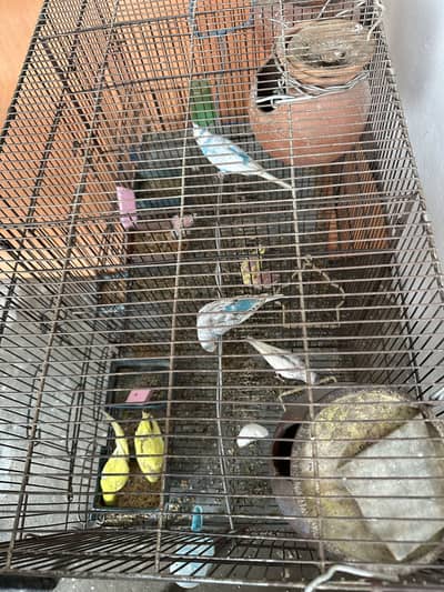2 breeder pairs with chicks