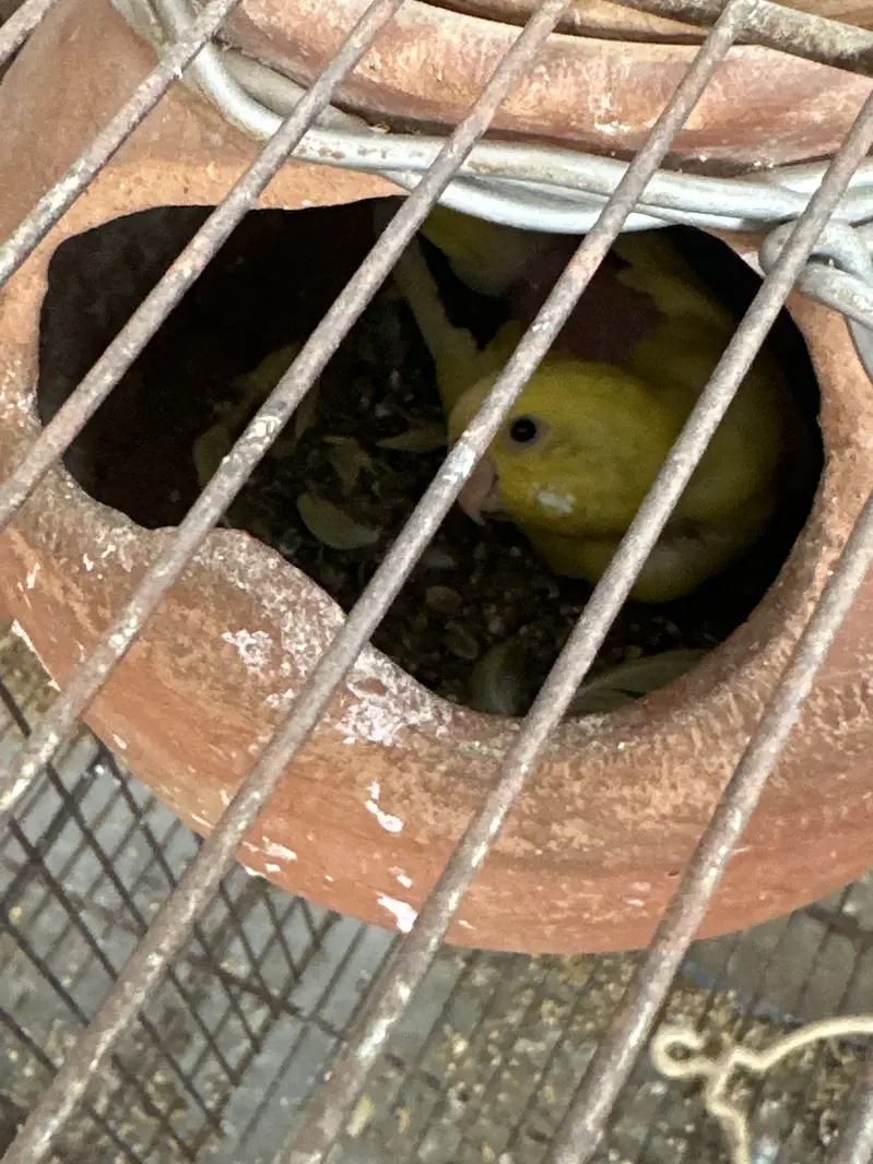 2 breeder pairs with chicks — photo 2