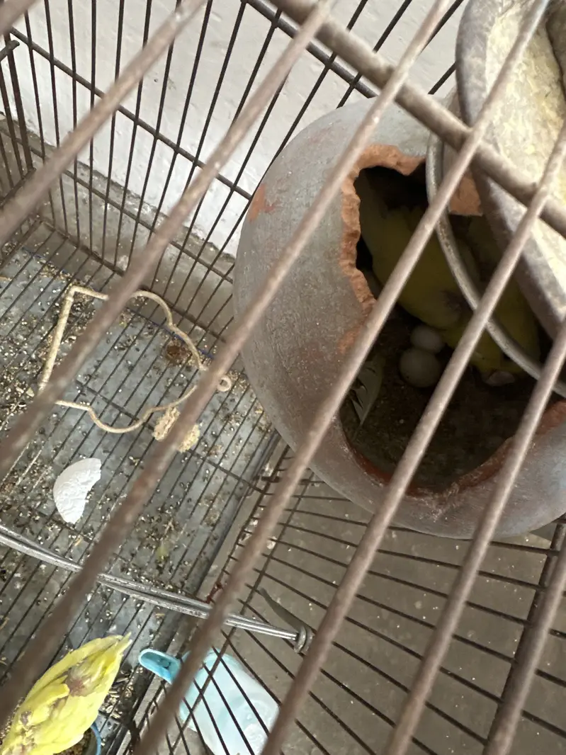 2 breeder pairs with chicks — photo 3
