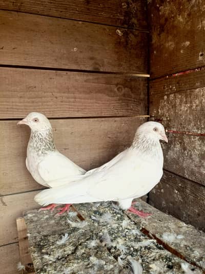 Pure Golden Breed Pigeons / High Flyer Pair For Sale