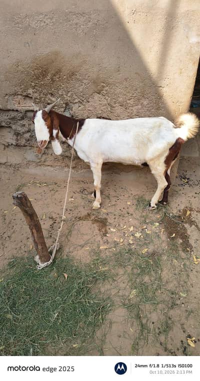 Bakri kamori nasal ha dood wali ha. 03272010069
