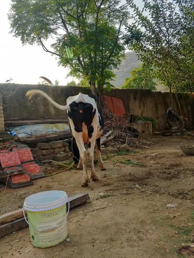 گاے براے فروخت 6 کلو دودھ ھے دو ٹایم کا