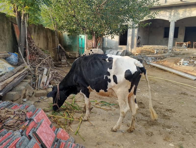 گاے براے فروخت 6 کلو دودھ ھے دو ٹایم کا 1