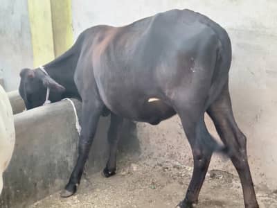 Fresian, jersy,cholistani,sahiwal cross hifers/Bachri/cows for sale