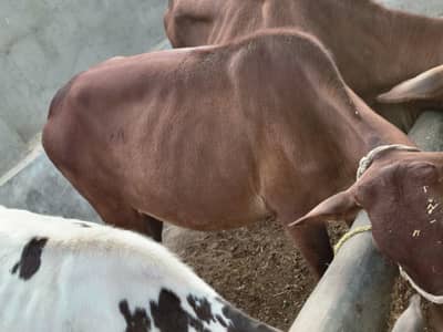 Fresian, jersy,cholistani,sahiwal cross hifers/Bachri/cows for sale