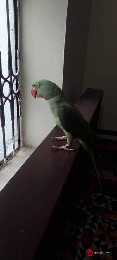 raw parrot for sale