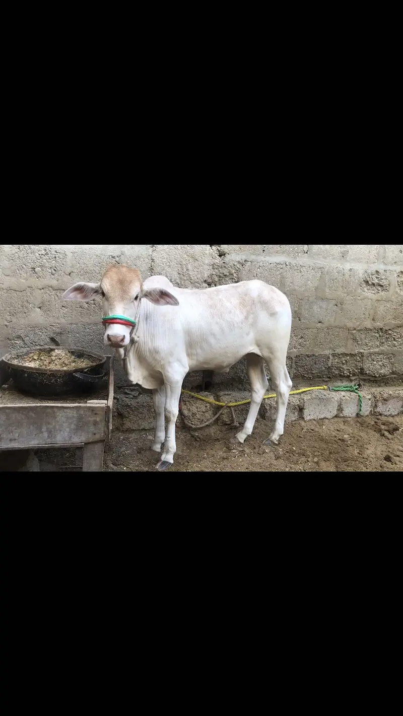 White or lal nuqra bacha hy — photo 2