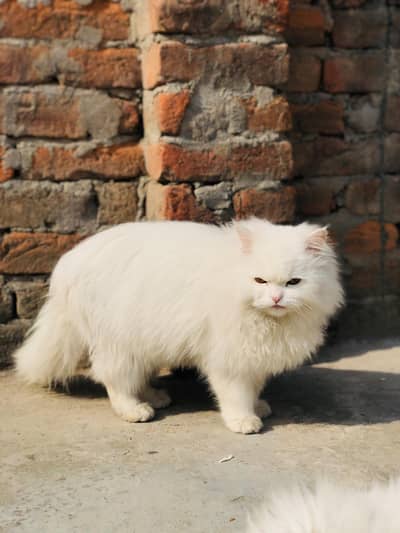 fluffy cat Persian