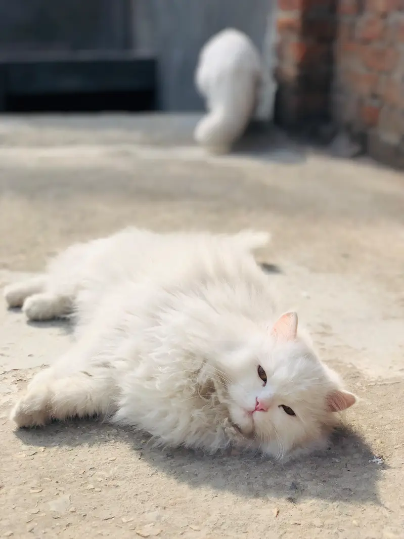 fluffy cat Persian — photo 2