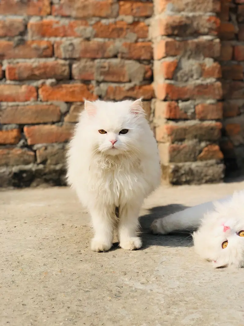 fluffy cat Persian — photo 3
